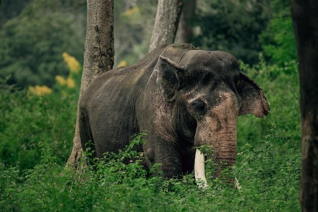 Thekkady Wildlife Safari - Image 2