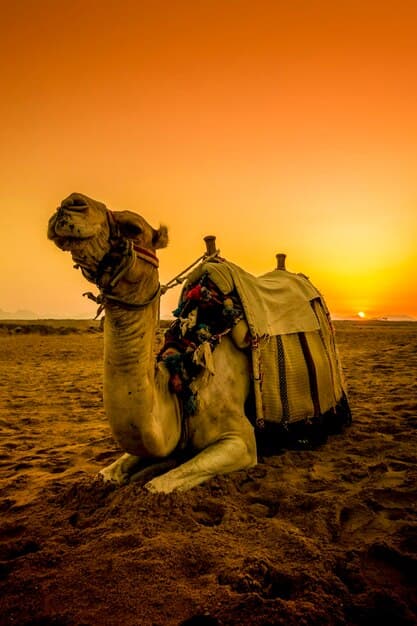 Jaisalmer Desert Safari Adventure - Image 2
