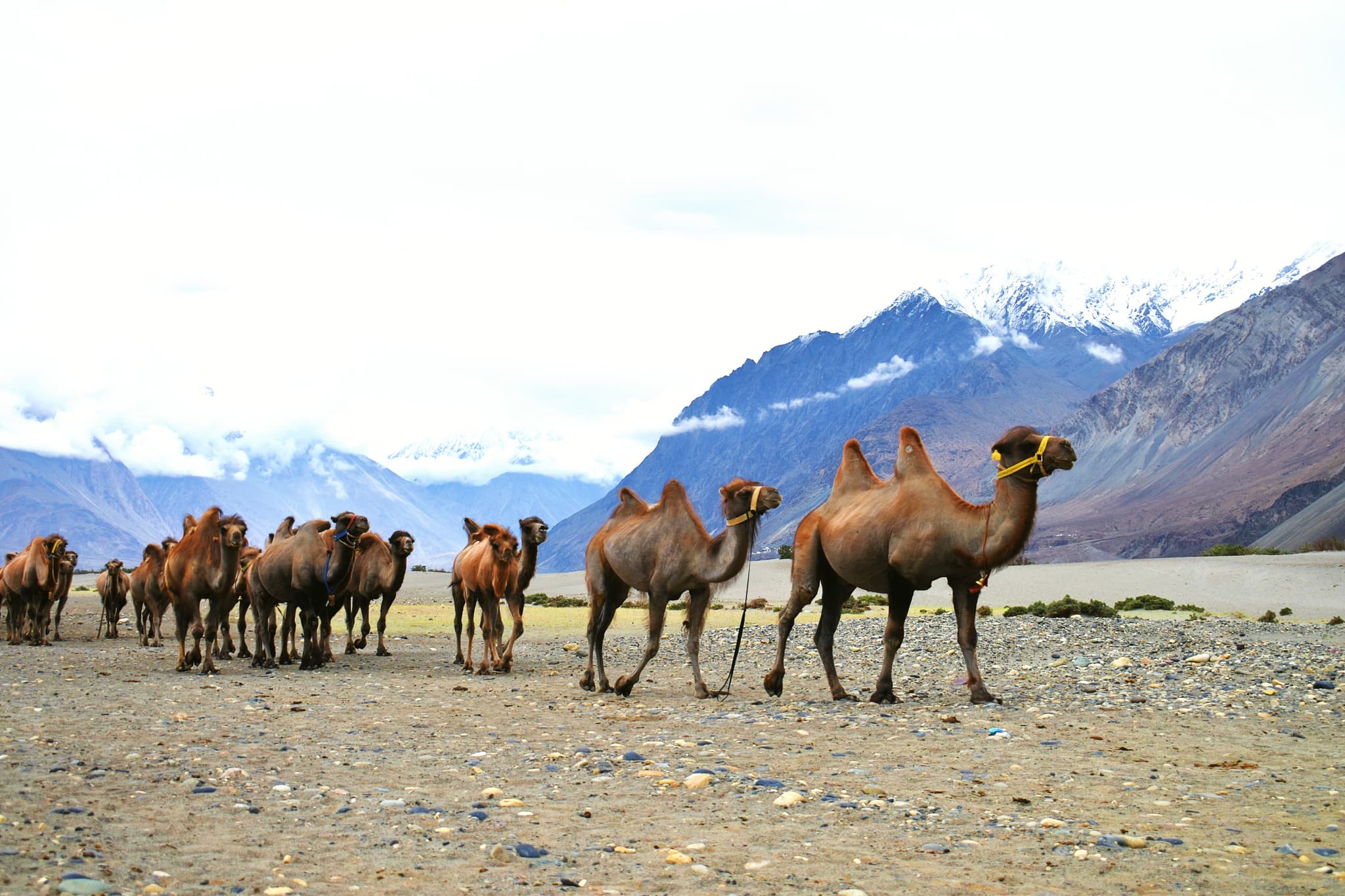 Camel Safari (Double-Humped Bactrian Camel Ride)