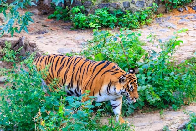 Ranthambore Wildlife Expedition - Image 2